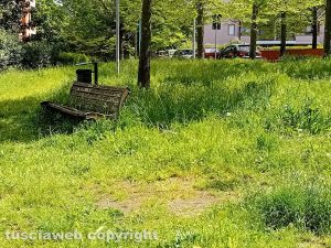 Viterbo - Erba alta nei giardinetti