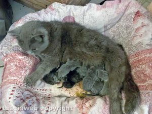 Una cucciolata di 12 gattini per Miluna