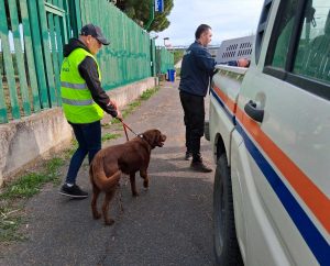 Tarquinia - Un cagnolone smarrito in strada salvato dai volontari dell'Aeopc Tarquinia