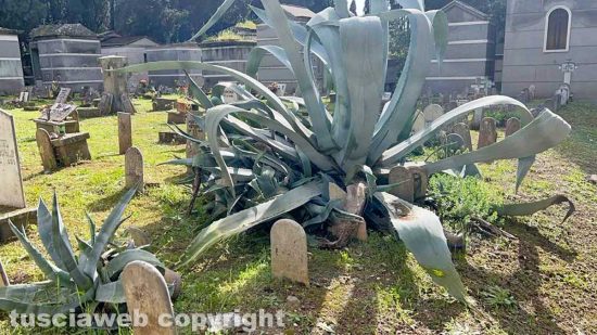 Viterbo - San Lazzaro - Il cimitero dei bambini