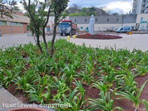 Viterbo - Il decoro del verde all'ospedale Santa Rosa