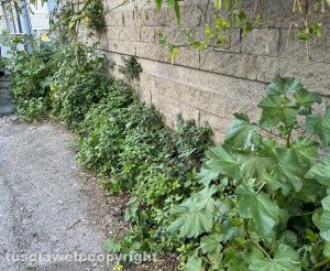 Viterbo - Erbacce al Murialdo