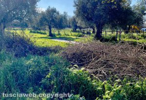 Viterbo - Erba alta e rami tagliati a Ponte dell'Elce