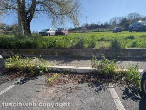 Viterbo - Erba alta e rami tagliati a Ponte dell'Elce