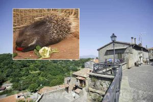 Onano - Allarme istrici