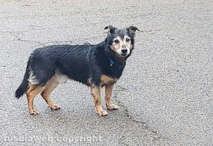 Il cane che si è perduto alla Mazzetta