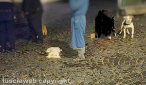 Viterbo - Cane decapitato e ucciso a San Faustino