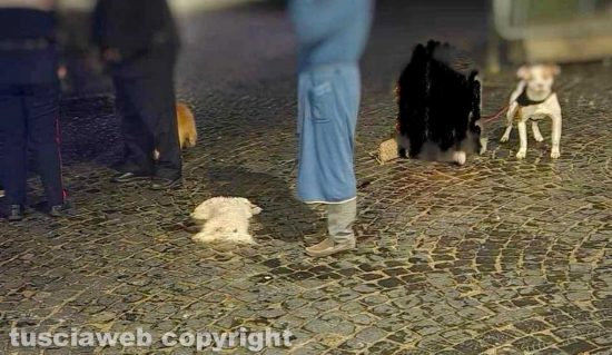 Viterbo - Cane decapitato e ucciso a San Faustino