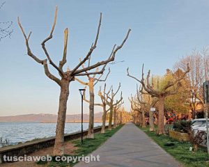 Marta - Alberi potati sul lungolago