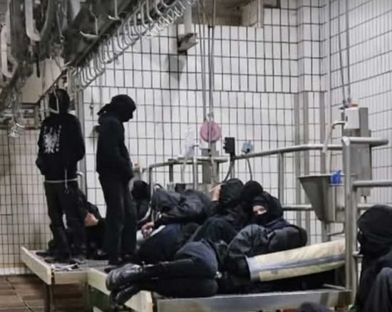 Acquapendente - Blitz al mattatoio