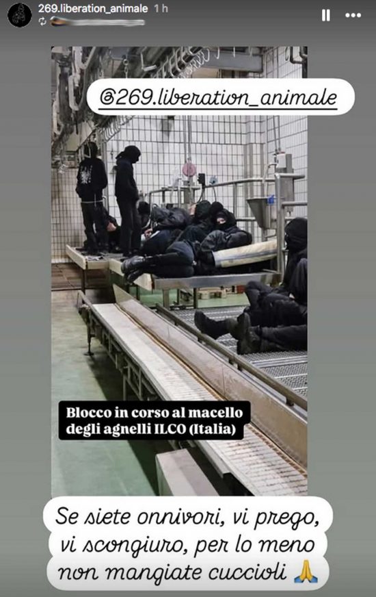 Acquapendente - Blitz al mattatoio