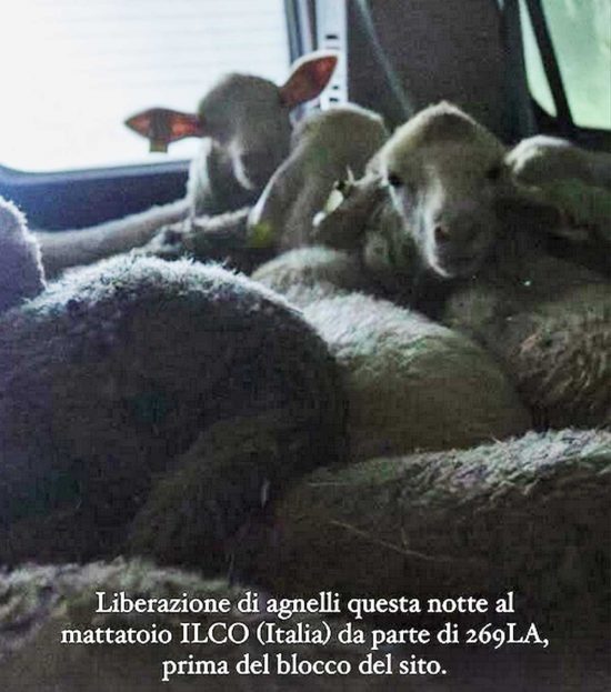 Acquapendente - Blitz al mattatoio