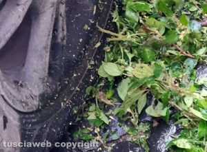 Viterbo - Via Vetulonia - Sfalcio dell'erba a 20cm dalle auto parcheggiate