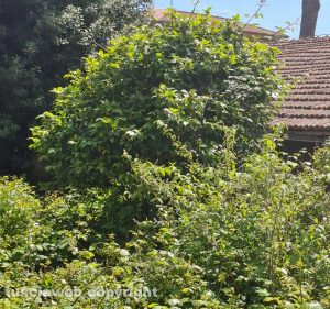 Viterbo - Erba alta in largo Vittoria Colonna