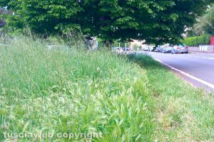 Viterbo - Erba alta in via dei Monti Cimini