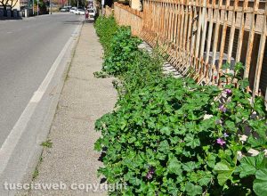Viterbo - Erbacce lungo i marciapiedi