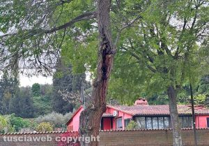 Capodimonte - Un albero malato lungo viale regina Margherita