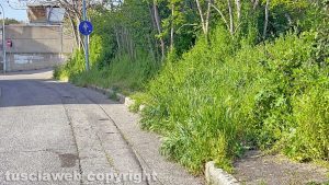 Erba alta a Viterbo - Pilastro
