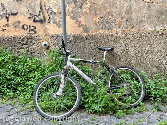 Erba alta a Viterbo - San Faustino