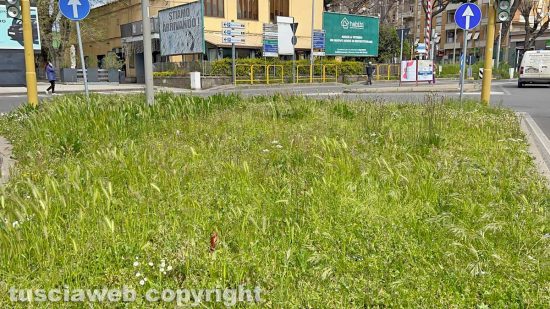 Erba alta a Viterbo - Piazzale Gramsci