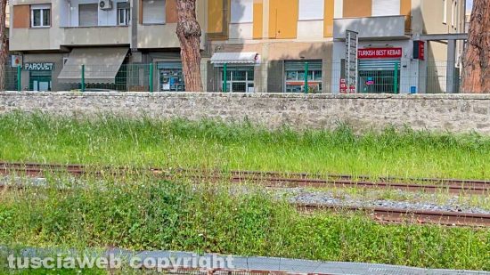 Viterbo - Erba alta alla stazione dei treni di porta Fiorentina
