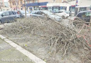 Civitavecchia - la potatura dei platani in viale Baccelli
