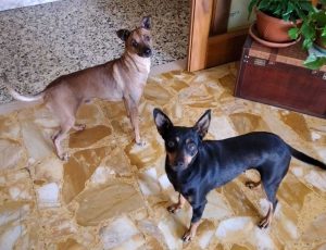 Luna e Pippo