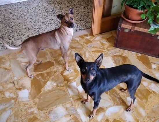 Luna e Pippo