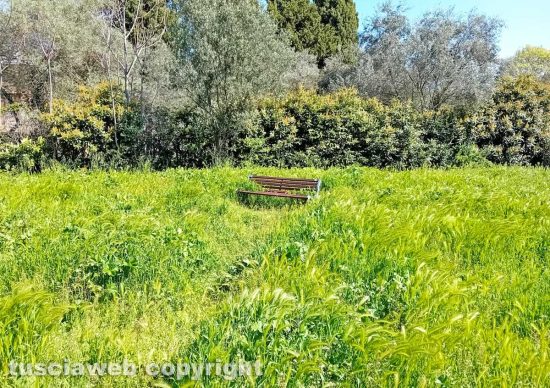 Viterbo - Erba incolta nel giardinetto del quartiere Santa Lucia