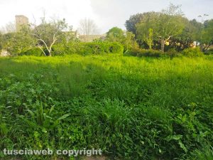 Viterbo - Erba alta a pratogiardino Lucio Battisti