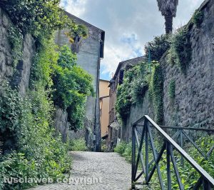 Viterbo - Erba incolta in Via del Ganfione