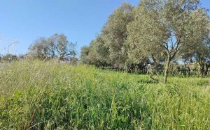 Viterbo - Erba alta alla scuola dell'Infanzia a Santa Barbara