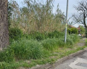 Erbacce a Montefiascone