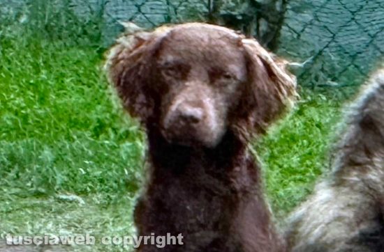 Il cane Oscar