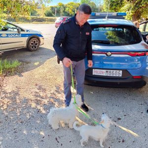 Viterbo - La polizia salva due cagnolini vaganti lungo il raccordino