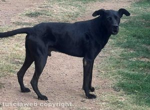 Il cane Nerone