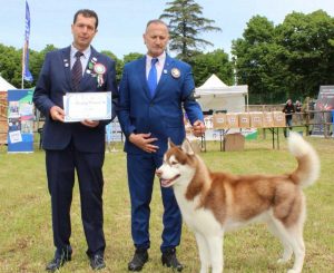 Il vincitore del Tuscia Dog Show, il siberian husky Sasha