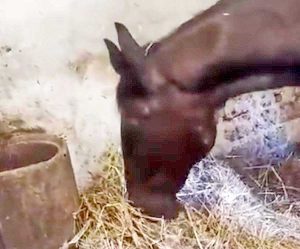 La cavalla Alba Radiosa mentre mangia