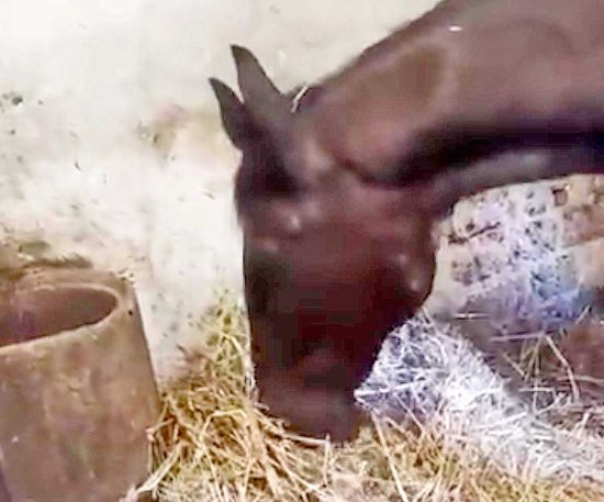 La cavalla Alba Radiosa mentre mangia