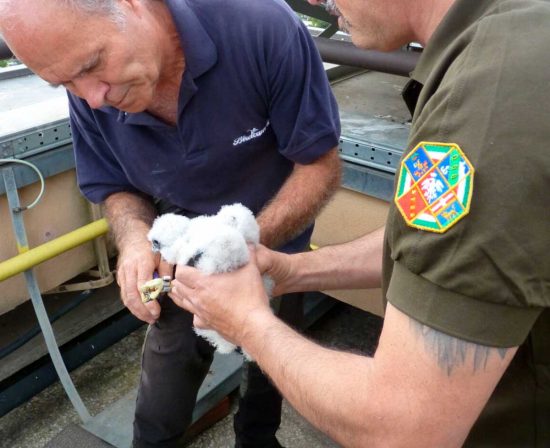 Il pullo di falco pellegrino nato sulla sede della Regione Lazio Enea