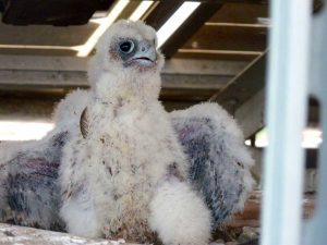 Il pullo di falco pellegrino nato sulla sede della Regione Lazio Enea
