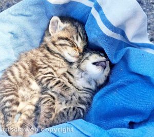 Viterbo - Gattini gettati in un secchione