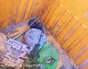 Viterbo - Gattini gettati in un secchione