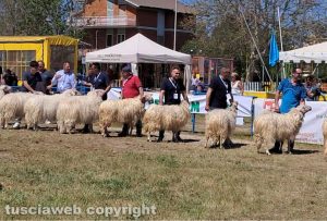 Tarquinia - Prima mostra di razza ovina sarda
