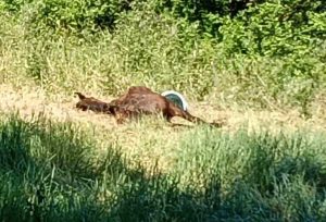 Il cavallo riverso a terra