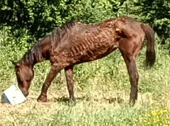 Il cavallo per cui è scattato l'allarme