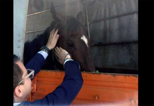 Il cavallo portato in salvo