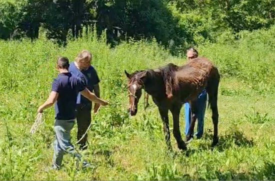 Orte - Il cavallo portato in salvo
