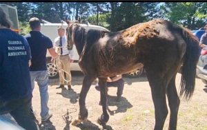 Orte - Il cavallo portato in salvo