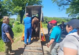 Il cavallo portato in salvo